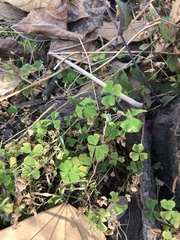 Oxalis