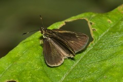 Apaustus gracilis