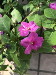 Impatiens walleriana