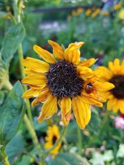 Coccinella septempunctata