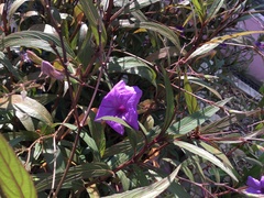Ruellia simplex