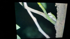 Hyla chinensis