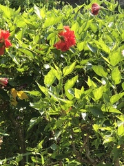 Hibiscus rosa-sinensis