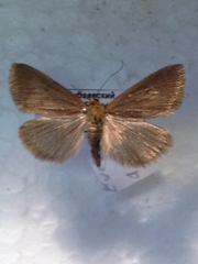 Evergestis aenealis