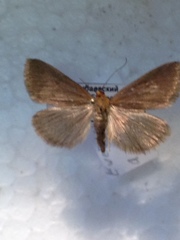 Evergestis aenealis
