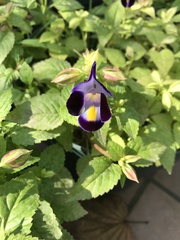 Torenia fournieri