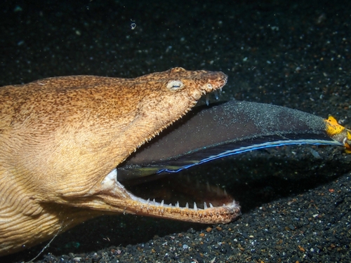 Brachysomophis cirrocheilos observed 2025-08-26