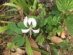 Bauhinia