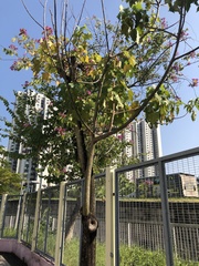 Bauhinia