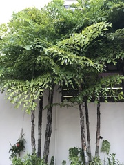 Caryota