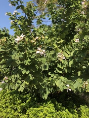 Bauhinia