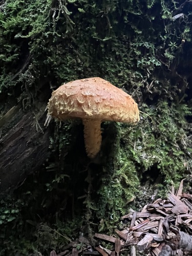 Pholiota flammans