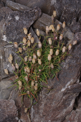 Silene suksdorfii, 2025-08-26