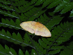 Heterolocha coccinea