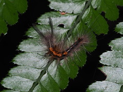 Calliteara baibarana