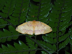 Heterolocha coccinea