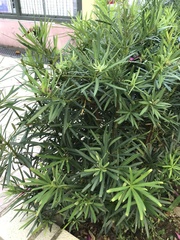 Podocarpus macrophyllus