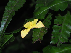 Corymica arnearia