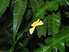 Corymica arnearia