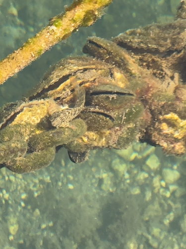 Parablennius sanguinolentus