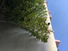 Caryota