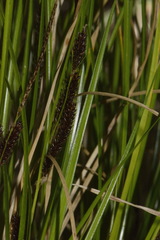 Carex flagellifera