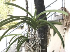 Orchidaceae