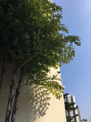 Caryota