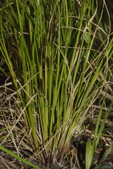 Carex flagellifera