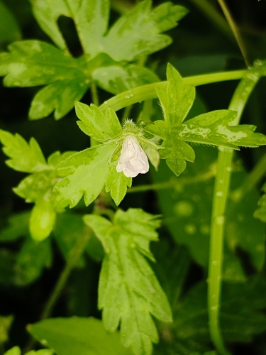 Siberian Crane's-bill