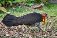 Australian Brushturkey photo 3