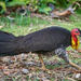 Australian Brushturkey - Photo (c) Michael Hains, some rights reserved (CC BY-NC), uploaded by Michael Hains