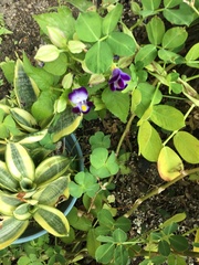 Torenia fournieri
