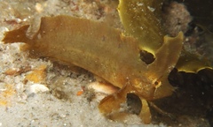 Cristiceps aurantiacus