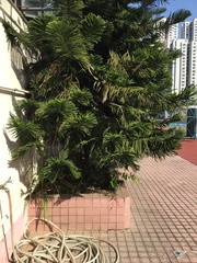 Araucaria