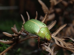 Xylonichus eucalypti