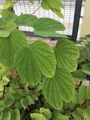 Bauhinia