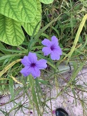 Ruellia simplex