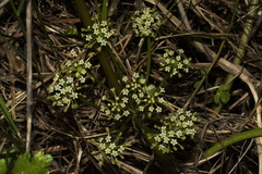 Apium prostratum filiforme