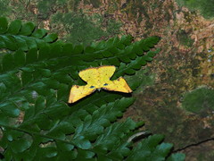 Corymica arnearia