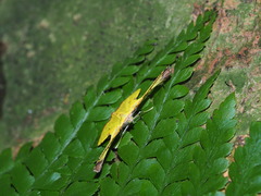 Corymica arnearia