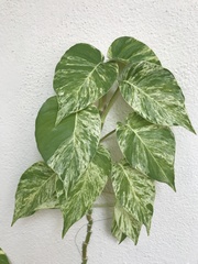 Epipremnum aureum