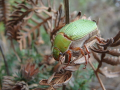 Xylonichus eucalypti