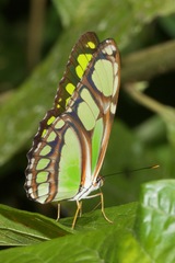 Philaethria dido