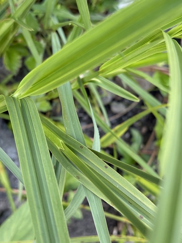 Hawai'i nutrush (Scleria testacea)