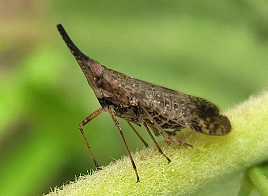 Philotheria pandion