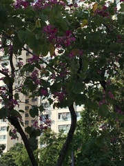 Bauhinia × blakeana