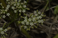 Apium prostratum filiforme