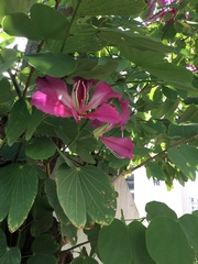 Bauhinia