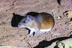 Goeldi's Spiny-Rat photo 2